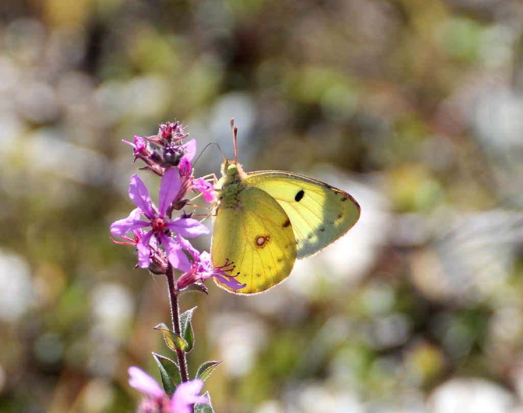 Forse Colias alfacariensis? S